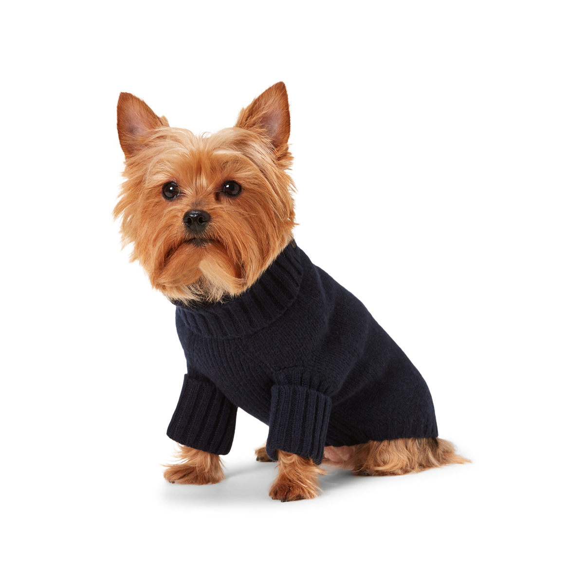 Mooie vrouw gemakkelijk te kwetsen enthousiasme Bear Wool-Blend Dog Sweater